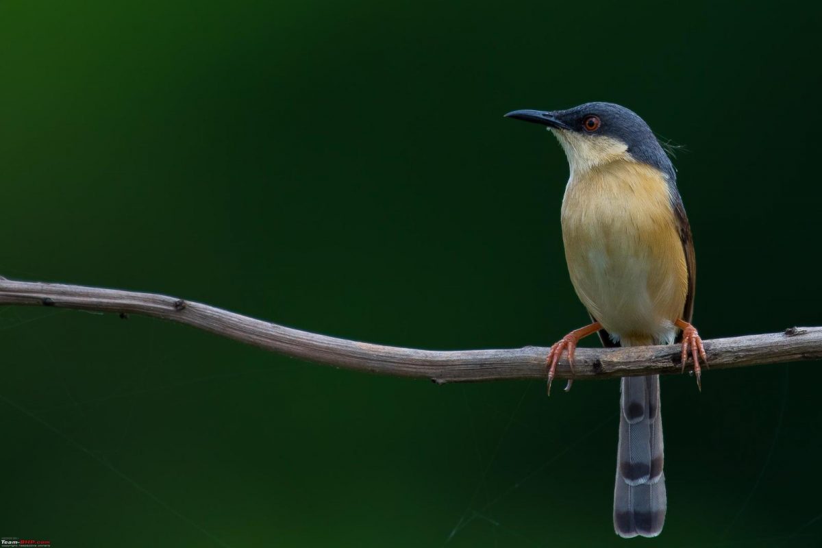 Bird Watching
