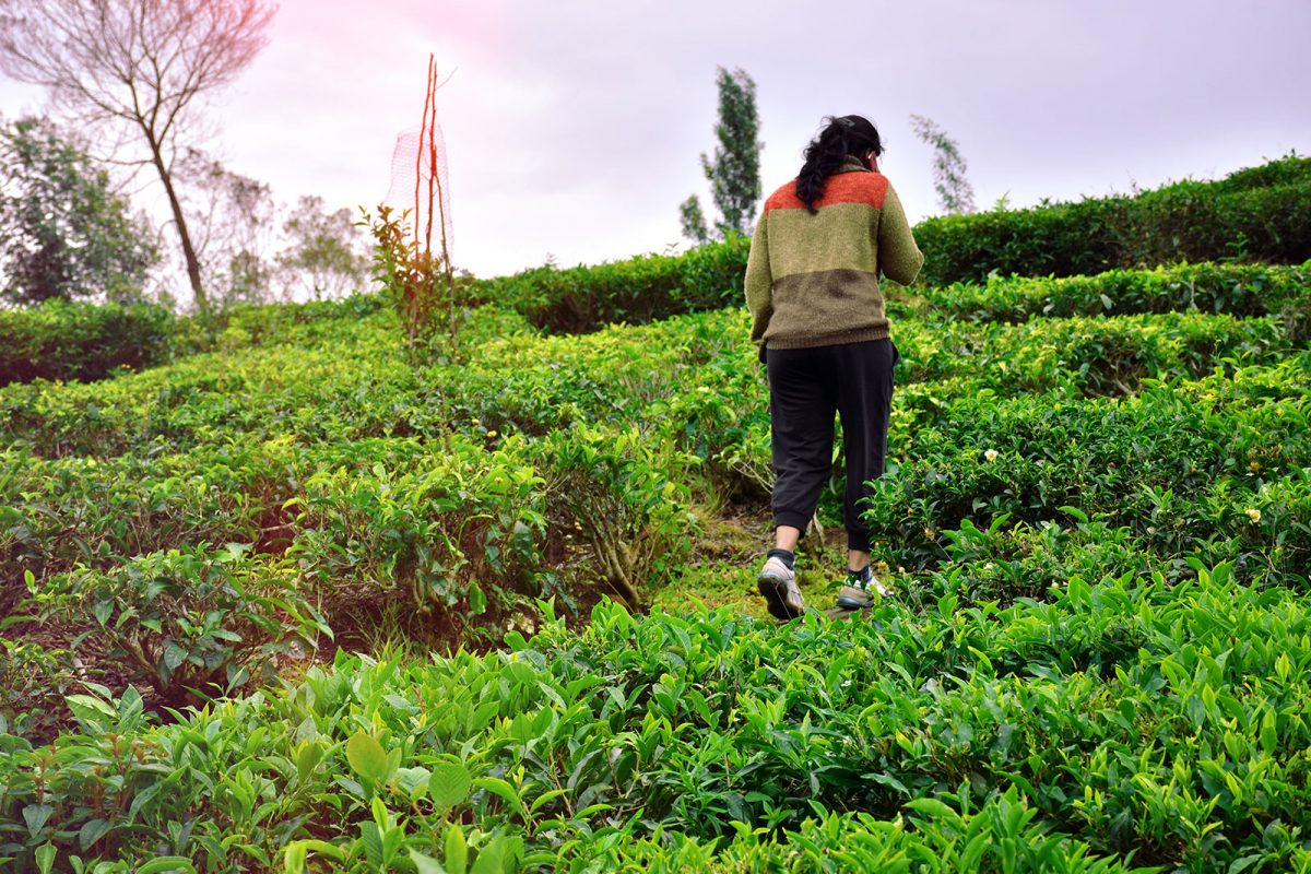 Plantation Walks