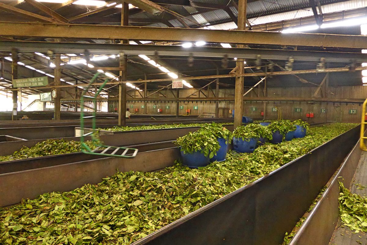 Tea Tour