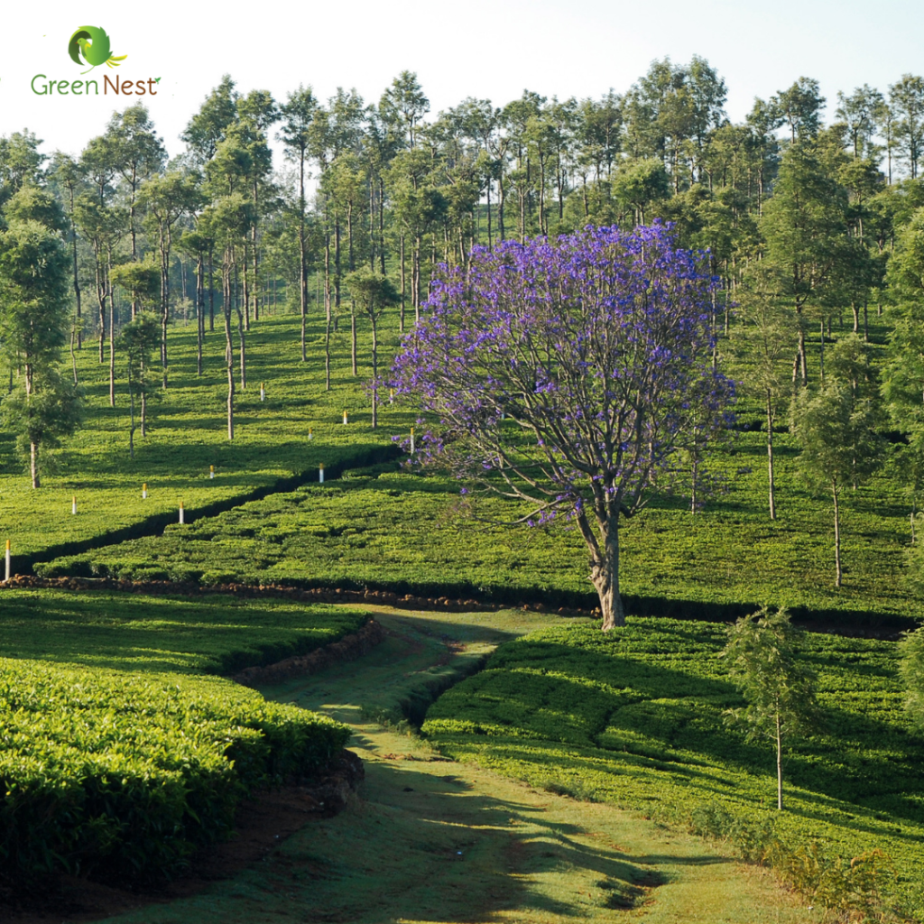 February in Kotagiri: A Romantic & Refreshing Escape at Green Nest Resort